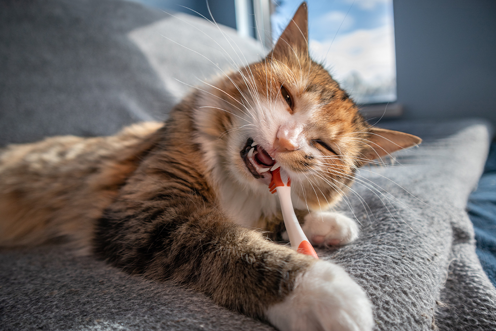 A cat lying on a couch gently chewing on a toothbrush with its front paws holding the brush.