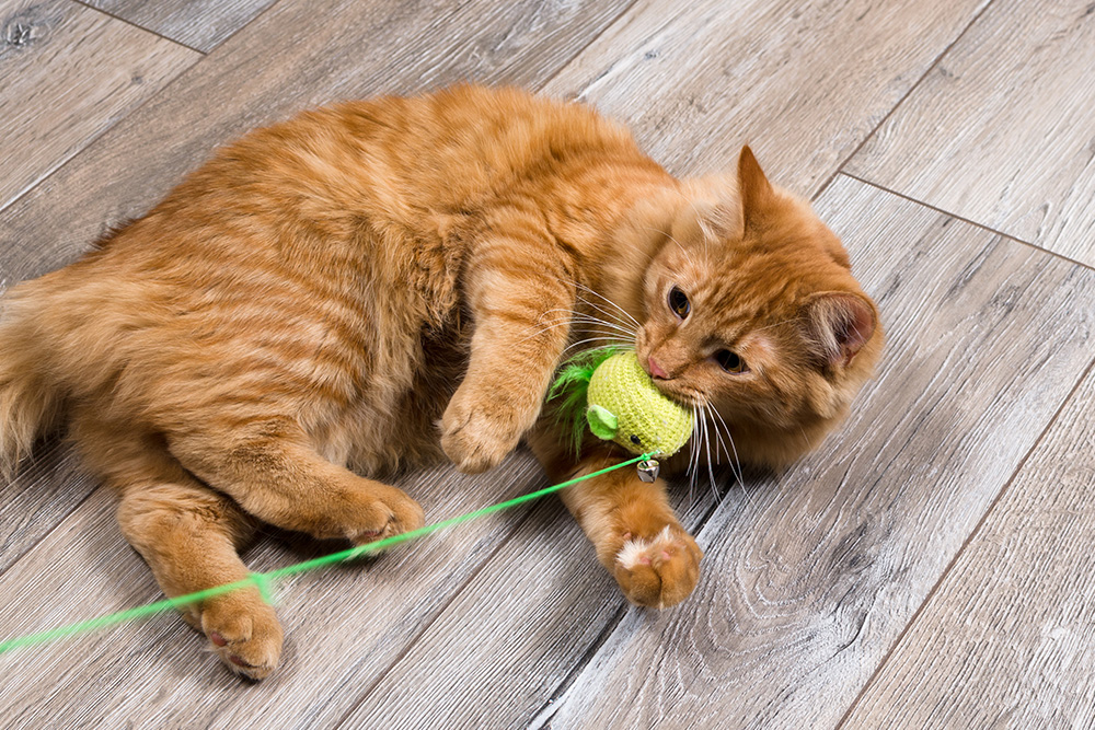 A fluffy ginger cat lying on a wooden floor, biting and clutching a small green toy mouse attached to a string, illustrating the potential risk of pets accidentally swallowing small objects or strings during play.