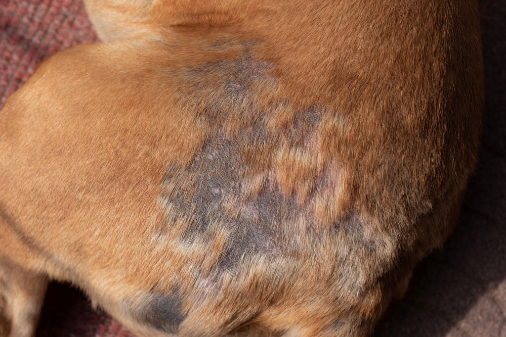 Pet showing patchy hair loss, illustrating a common skin and coat condition.