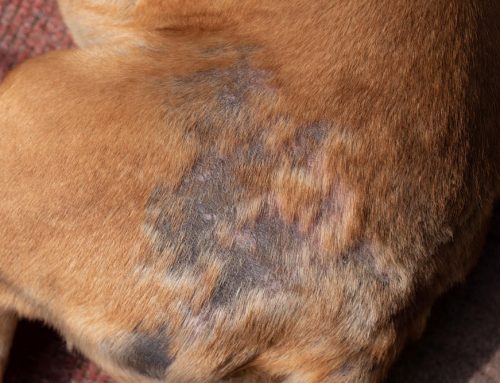 Could My Pet’s Bald Spots Be a Thyroid Problem?