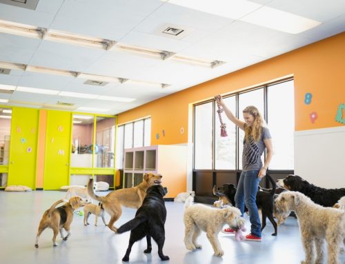 Is the Daycare You’re Considering Actually Safe for Your Dog?