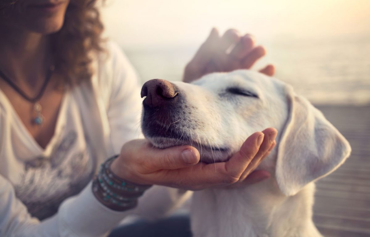 Internal Medicine Vet in Fountain Hills Palisades Veterinary Hospital