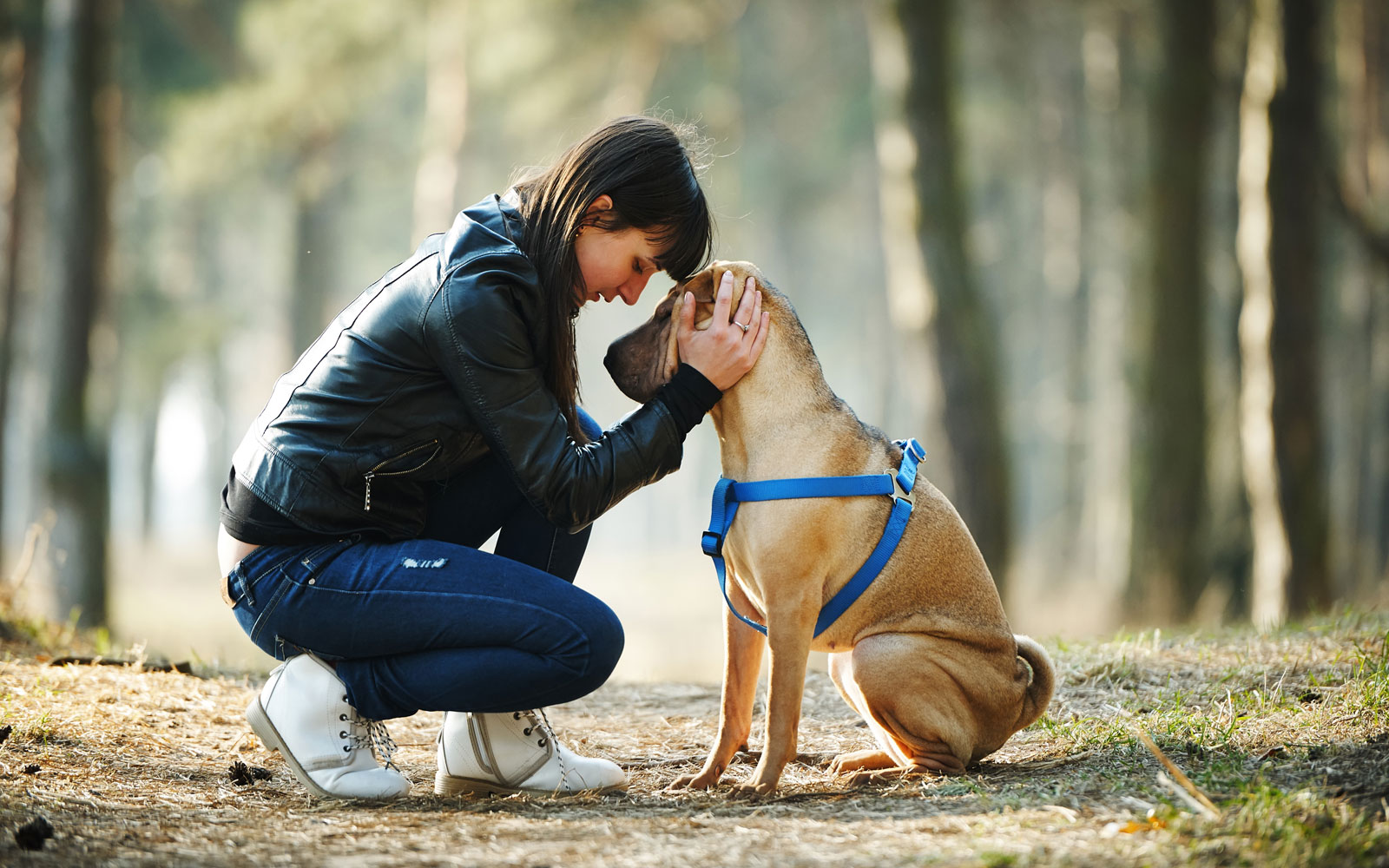 Home_OLD Vet in Fountain Hills Palisades Veterinary Hospital