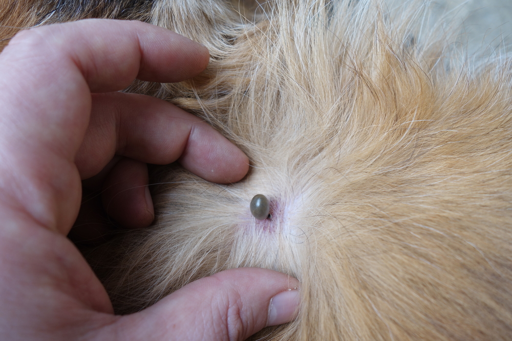 Bugs 101: The Lowdown on Parasites and Pets - Palisades Veterinary Hospital