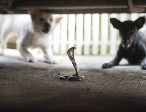 Beware of Snakes: 5 Tips to Protect Your Pet From Snakebites