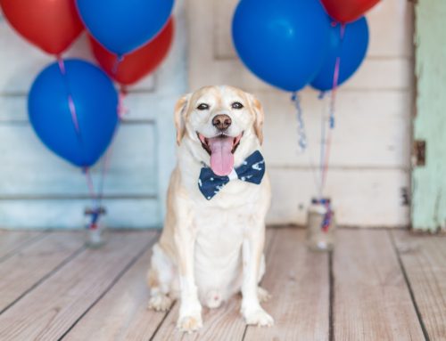A Guide to July Fourth Pet Safety