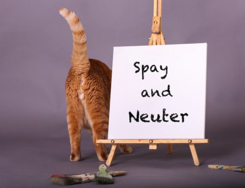 When To Spay or Neuter Your Pet: One Size Does Not Fit All