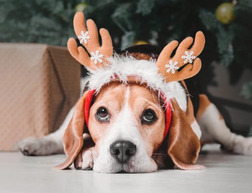 Up on the Woof-top—Holiday Safety for Pets