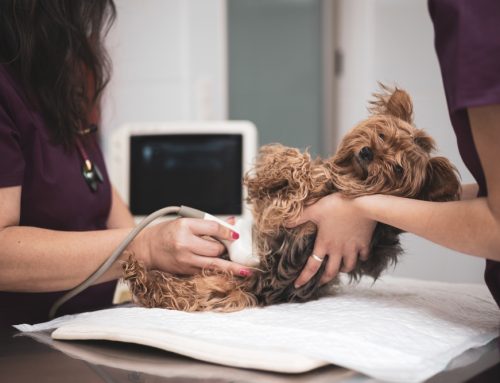 5 Key Benefits of Veterinary In-House Diagnostic Testing