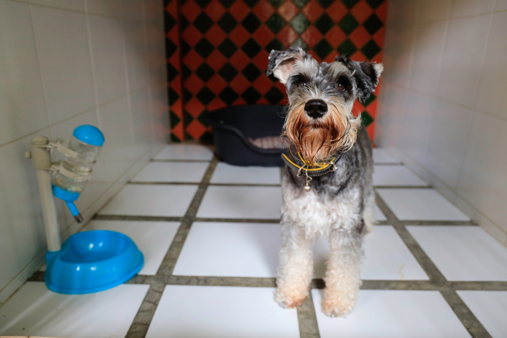 Prepping Your Miniature Schnauzer for the Groomer
