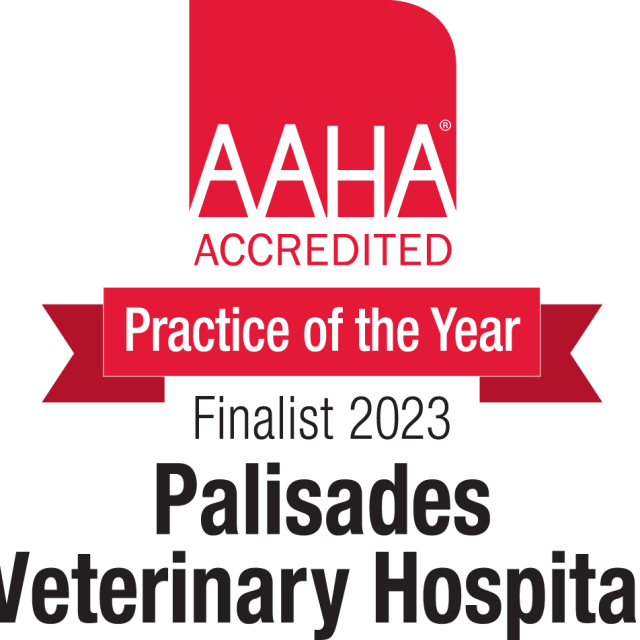 Top Veterinarian in Fountain Hills Vet Near You Palisades