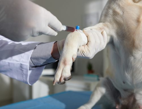 The Role of Normal Screening Results in Your Pet’s Wellness Care