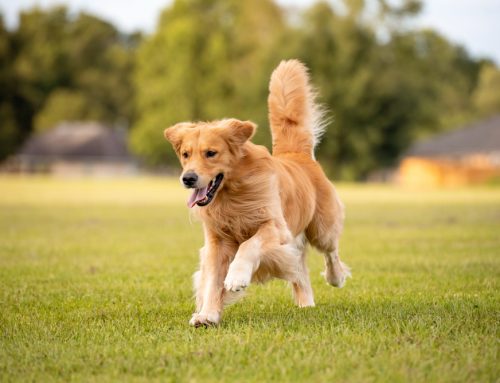 Beating the Heat: A Tale of Two Pets and Pet Safety