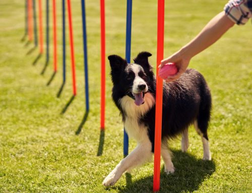 A Guide to Competitive Sports for Dogs