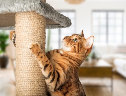 Purr-fectly Normal: Promoting Natural Cat Behaviors