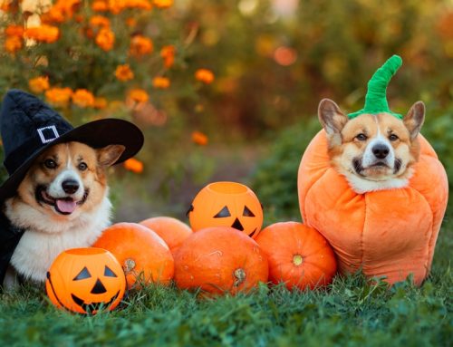 Halloween Pet Safety: Keep Your Furry Friends Happy and Healthy with Expert Tips