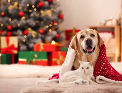 Ensuring Holiday Safety for Your Pets