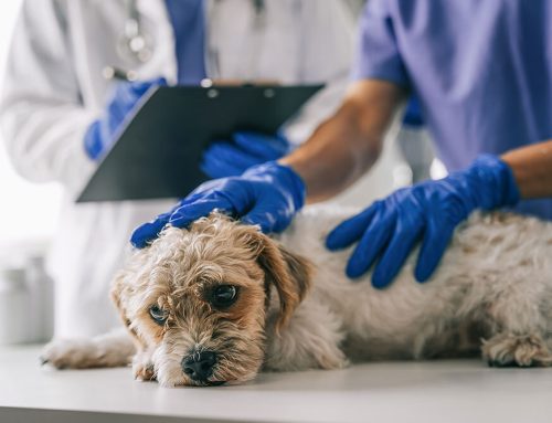 Healthy Pets Start With Prevention: What Every Owner Should Know