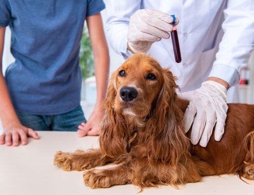 The Importance of Annual Bloodwork for Early Disease Detection