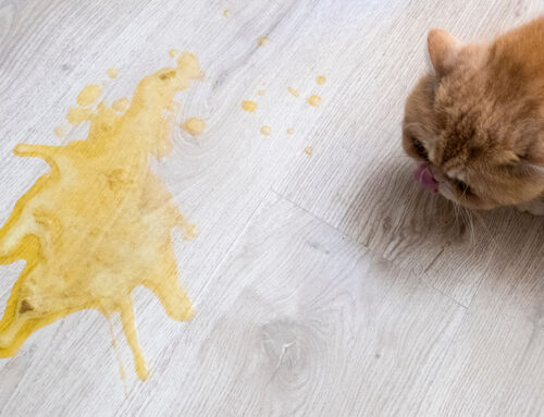 Common Causes of Vomiting in Cats and When to Call the Vet
