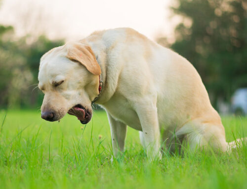 Coughing, sneezing, wheezing, reverse sneezing, snoring, and more- what does it mean?
