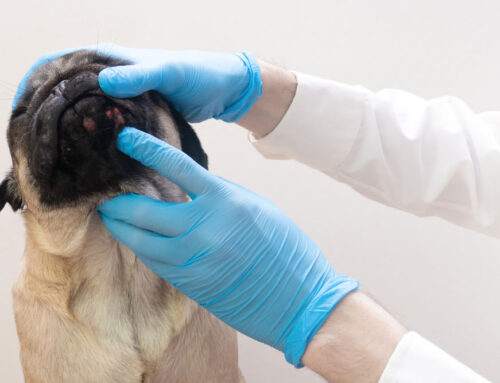 Preventing Parasites Year-Round: Heartworm, Fleas, and Ticks