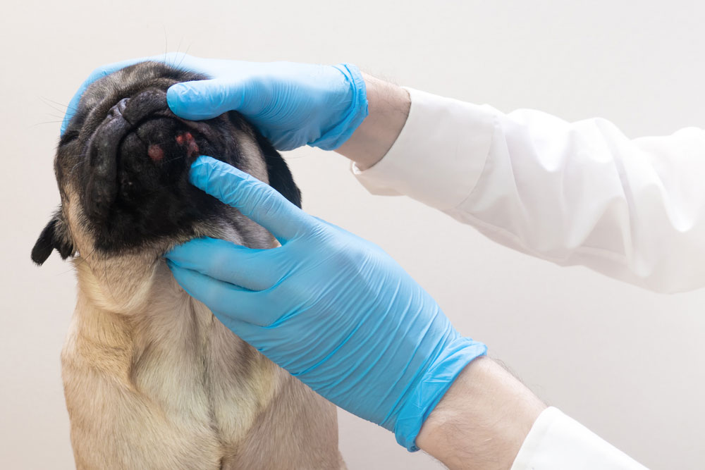 Veterinarian performing a physical exam on a dog with gloved hands for hygiene and safety.