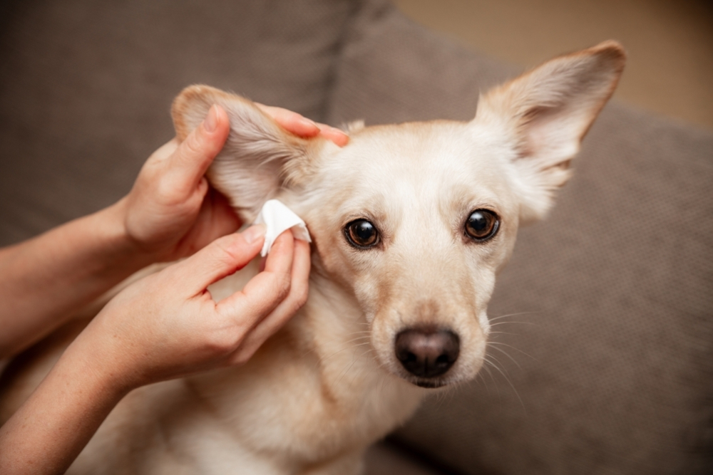 Veterinarian cleaning a dog's ears during a routine ear exam.