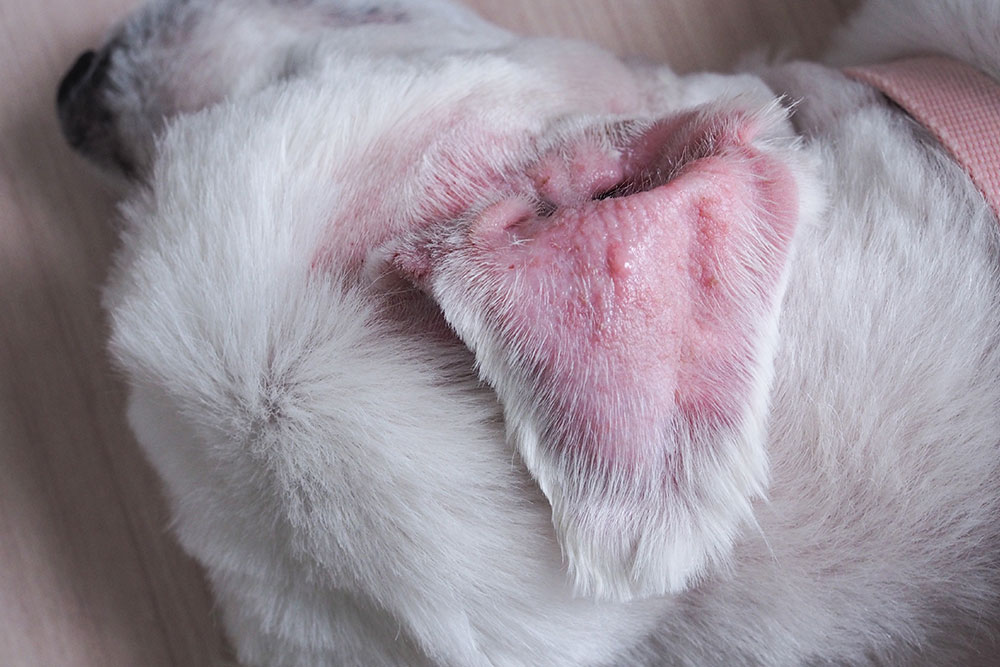 Dog ear skin infection showing redness and irritation inside the ear.
