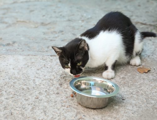 How Do I Know If My Pet Is Dehydrated? Causes, Symptoms, and Treatment