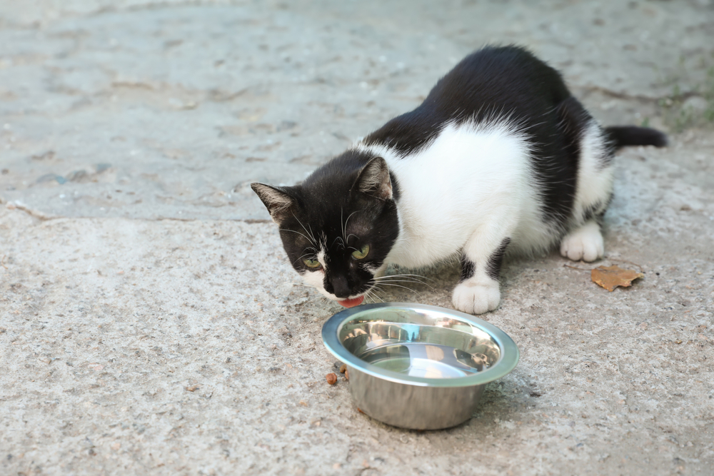 A black-and-white cat crouches on a rough outdoor surface, drinking from a metal bowl of water, with a few scattered bits of food nearby.