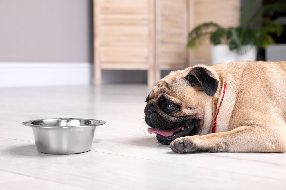 A small pug dog lies on a light-colored floor indoors, panting with its tongue out beside a metal water bowl, appearing tired and thirsty.