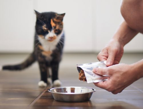 Is Wet or Dry Food Better for My Cat’s Health?