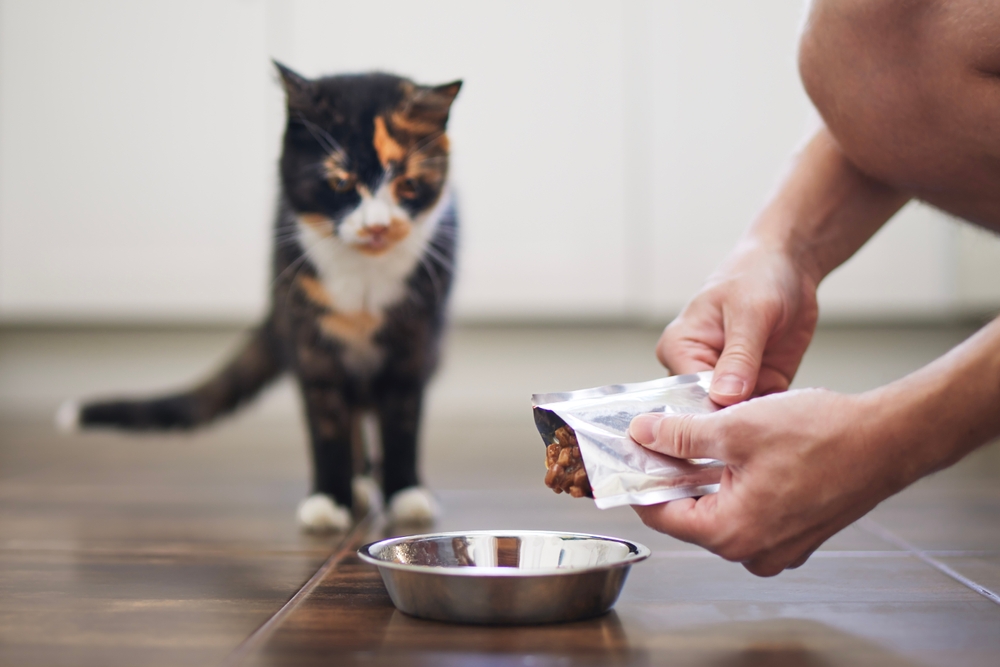 Man gently caring for and interacting with a pet at home.