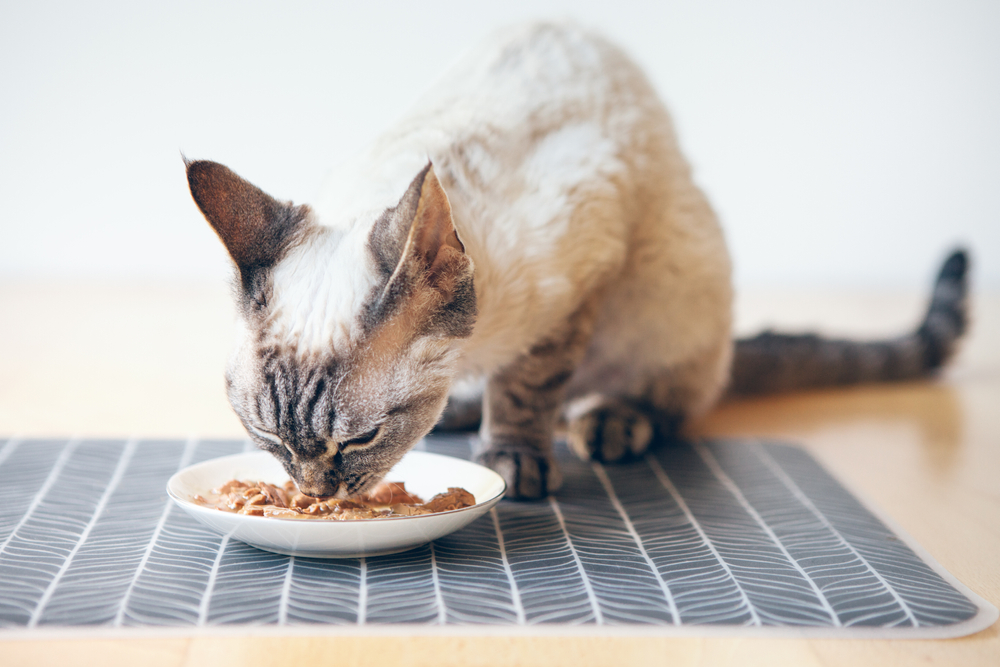 Devon Rex tabby cat sitting near its food during mealtime.