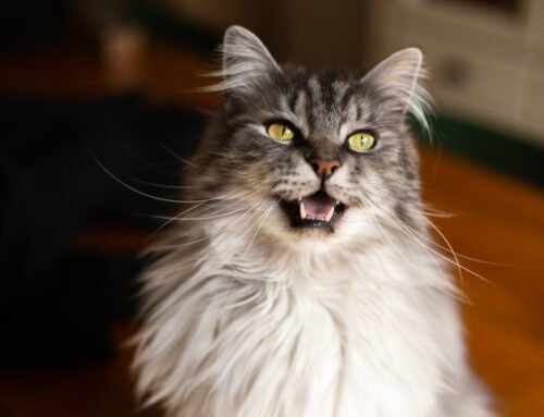 Why Is My Cat Meowing So Much? Exploring Excessive Vocalization in Cats