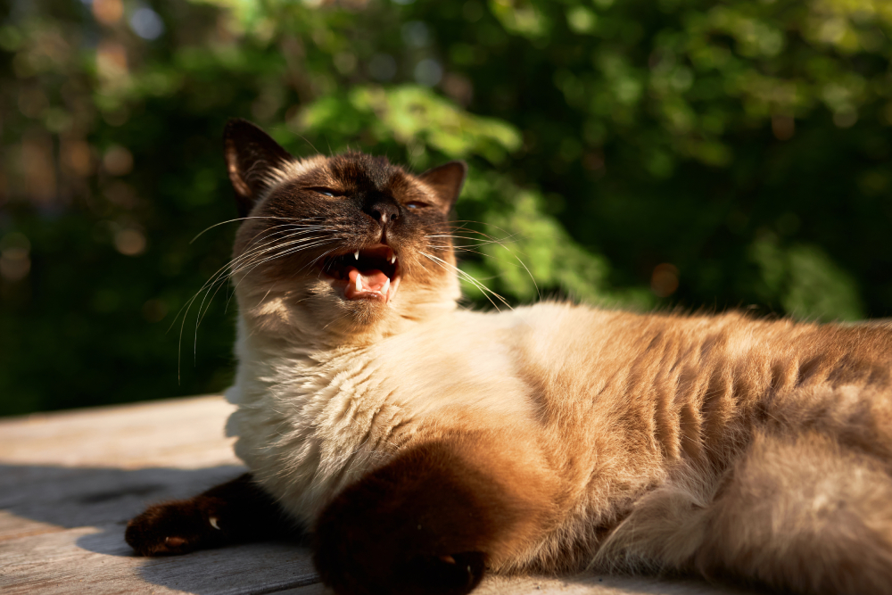 Sleepy Siamese cat lying outside with a pleading, expressive look, illustrating common body language and vocal cues cats use to communicate with their owners.